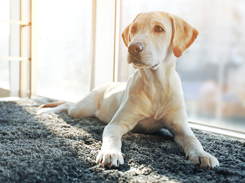 Blonder Labrador-Welpe liegt auf einem grauen Teppich vor dem Fenster